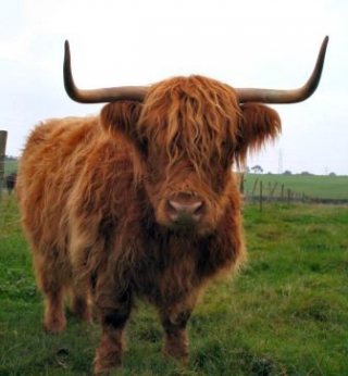  Highland Cow 